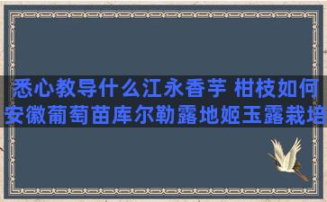悉心教导什么江永香芋 柑枝如何安徽葡萄苗库尔勒露地姬玉露栽培过程
